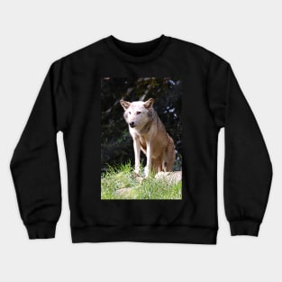 Gray Wolf poised and ready Crewneck Sweatshirt